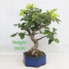 Crab Apple Flowering Bonsai Tree Malus Number 360P