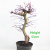 Acer Palmatum Deshojo Japanese Maple Bonsai Tree Part Trained Number 8Y