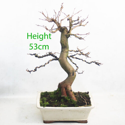 Mulberry Bonsai Tree Number 223P