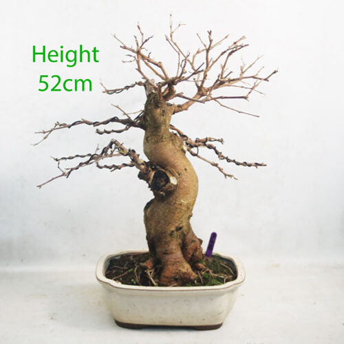 Mulberry Bonsai Tree Number 348P