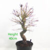 Acer Palmatum Japanese Maple Bonsai Tree Part Trained Number 343P