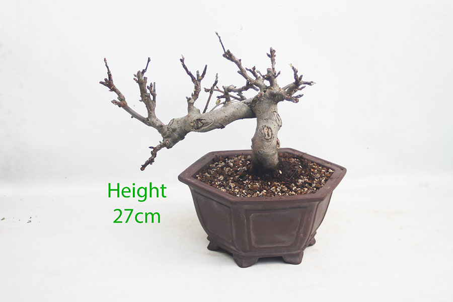Crab Apple Flowering Bonsai Tree Malus Number 214P