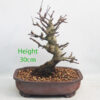 Crab Apple Flowering Bonsai Tree Malus Number 357P