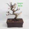 Pomegranate Nejikan Flowering Bonsai Tree Punica Number 335P