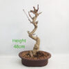 Pomegranate Nejikan Flowering Bonsai Tree Punica Number 13Y