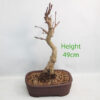 Ginkgo Bonsai Tree Number 122P