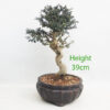 Olive Bonsai Tree Number 235P