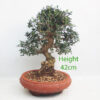 Olive Bonsai Tree Number 247P