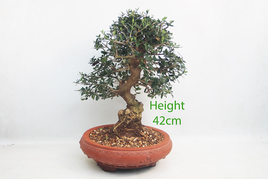 Olive Bonsai Tree Number 247P