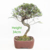 Seiju Elm Bonsai Tree Number 17Y