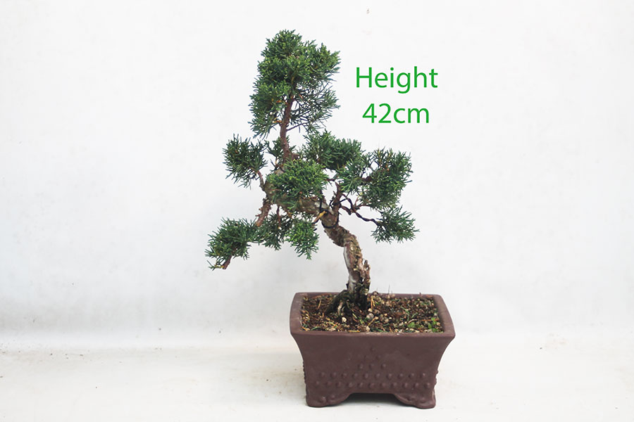 Chinese Juniper Bonsai Tree Number 52Y