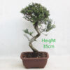 Seiju Elm Bonsai Tree Number 328P