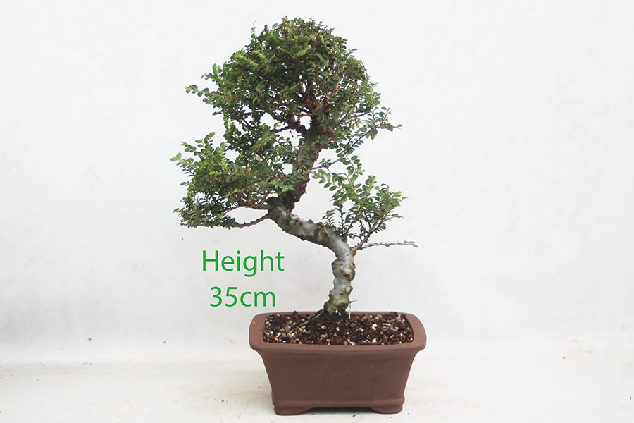 Seiju Elm Bonsai Tree Number 330P