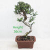 Seiju Elm Bonsai Tree Number 175P