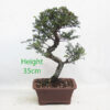 Seiju Elm Bonsai Tree Number 78Y
