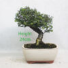 Seiju Elm Bonsai Tree Number 27