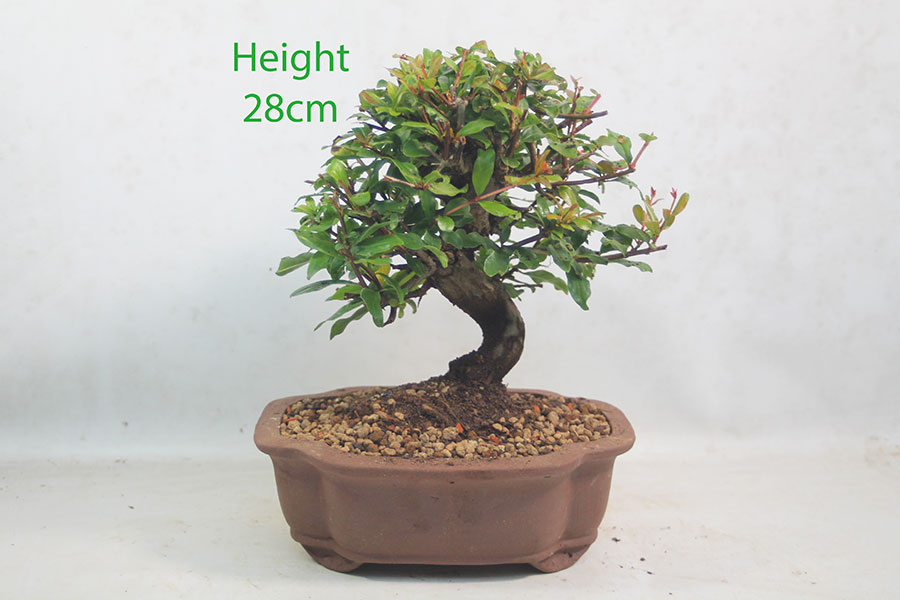 Pomegranate Nejikan Flowering Bonsai Tree Punica Number 189P