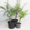 Three Japanese Larch Part Trained Bonsai Tree Saplings