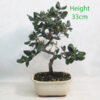 Cork Oak Bonsai Tree Number 242P
