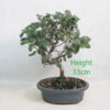 Cork Oak Bonsai Tree Number 111P