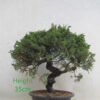 Itoigawa Chinese Juniper Bonsai Tree Part Trained Number 305P