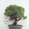 Itoigawa Chinese Juniper Bonsai Tree Part Trained Number 52Y