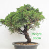 Itoigawa Chinese Juniper Bonsai Tree Part Trained Number 236P