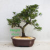 Azalea Flowering Bonsai Tree Number 233P