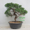Itoigawa Chinese Juniper Bonsai Tree Part Trained Number 367P