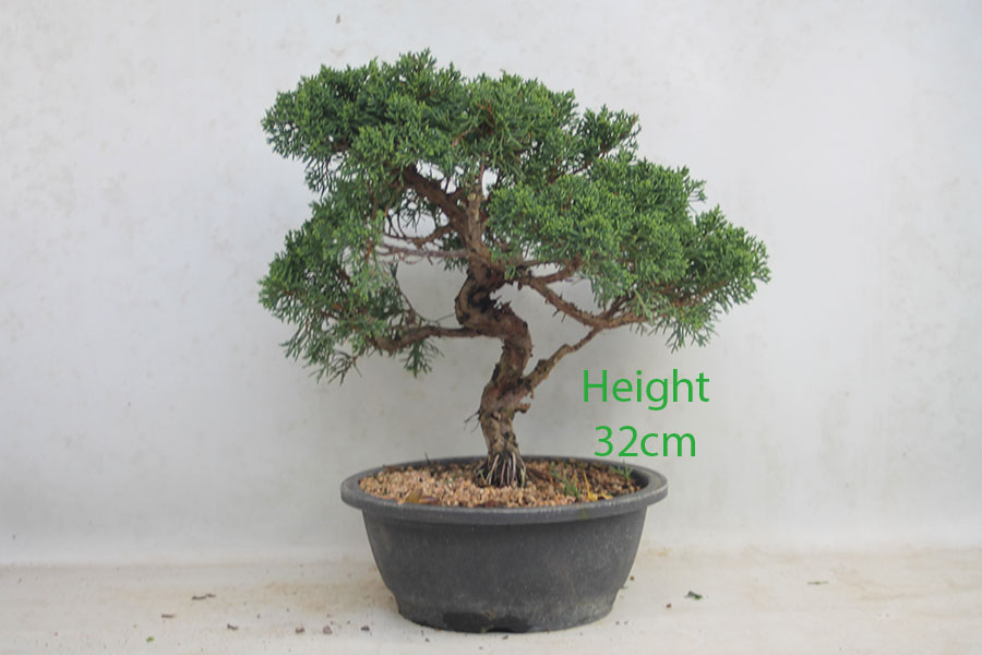 Itoigawa Chinese Juniper Bonsai Tree Part Trained Number 367P