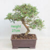 Coprosma Bonsai Tree Number 67P