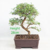 Coprosma Bonsai Tree Number 361P