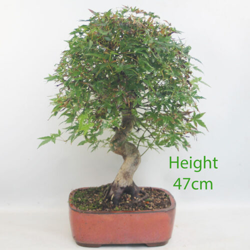 Acer Palmatum Yamamomiji Japanese Maple Bonsai Tree Number 82Y