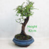 Dawn Redwood Bonsai Tree Number 64Y