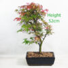 Acer Palmatum Deshojo Japanese Maple Bonsai Tree Number 352P