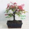 Acer Palmatum Deshojo Japanese Maple Bonsai Tree Number 256P