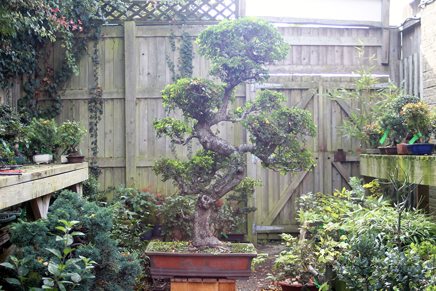 Very Large Chinese Elm Bonsai Tree Number 281P