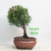 Syzygium Flowering Bonsai Tree Number 196P