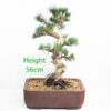 Dwarf Black Pine Bonsai Tree Pinus Thunbergii Number 92Y