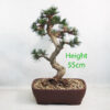 Dwarf Black Pine Bonsai Tree Pinus Thunbergii Number 88Y