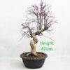 Acer Palmatum Yamamomiji Japanese Maple Bonsai Tree Part Trained Number 225P