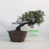 Chinese Elm Bonsai Tree Number 8Y