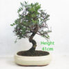 Pistachio Bonsai Tree Number 242P