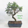 Pistachio Bonsai Tree Number 60Y