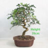 Pistachio Bonsai Tree Number 150P