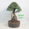 Cork Bark Elm On Rock Bonsai Tree Number 48B