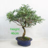 Pistachio Bonsai Tree Clearance Door Number 3Y