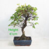 Zelkova Serrata Japanese Elm Bonsai Tree Number 361P