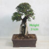 Cork Bark Elm On Rock Bonsai Tree Number 367P