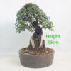Cork Bark Elm On Rock Bonsai Tree Number 189P